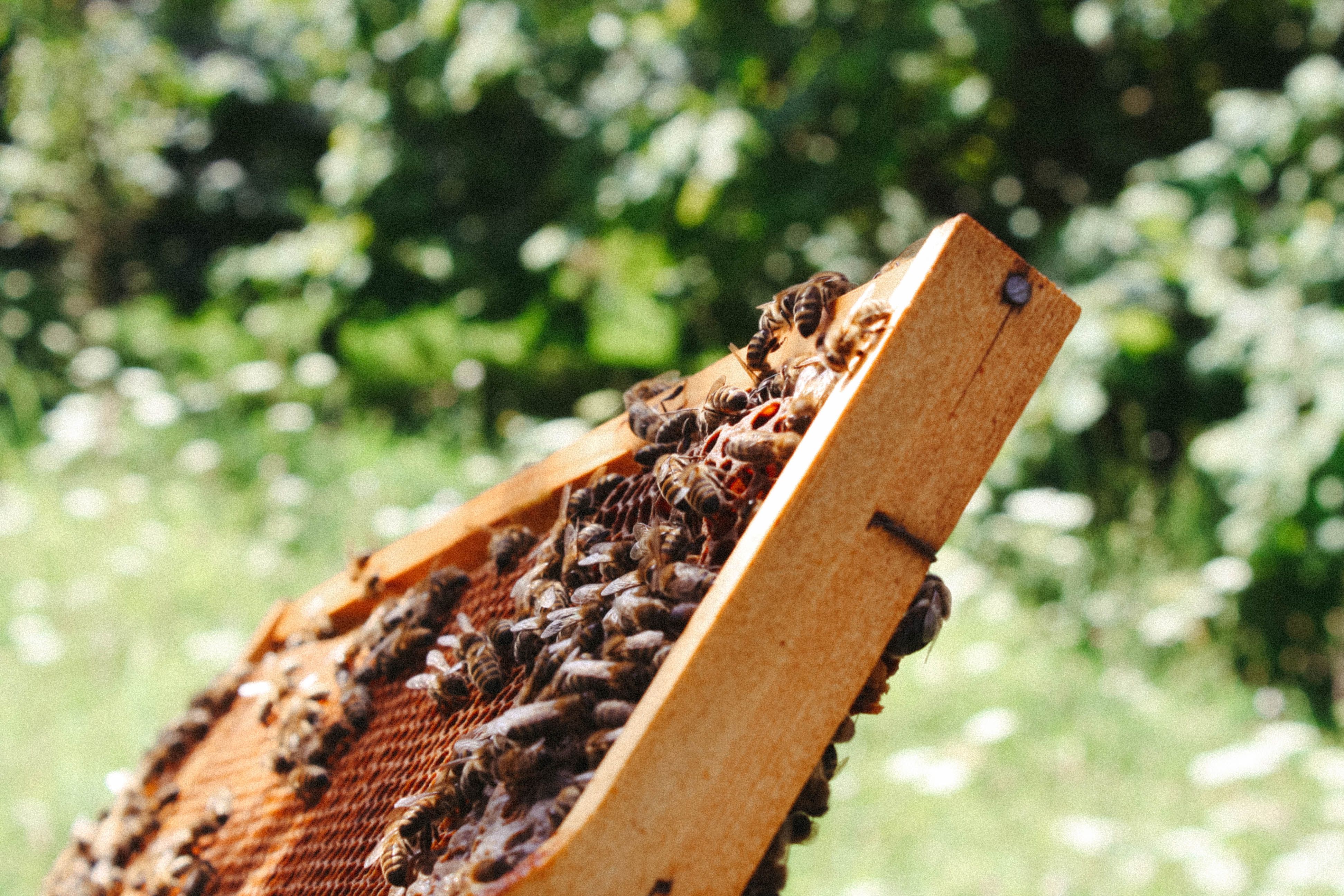 Bees on a honeycomb frame